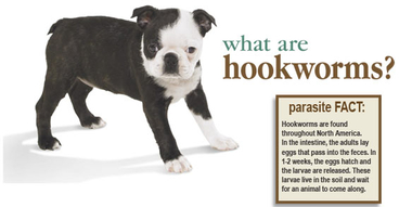 does revolution kill hookworms in dogs