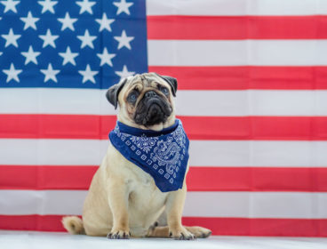 Pug dog sitting in front of american flag