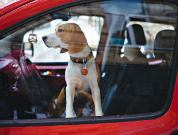 Dog alone in car