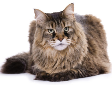 Maine Coon cat with tear stains
