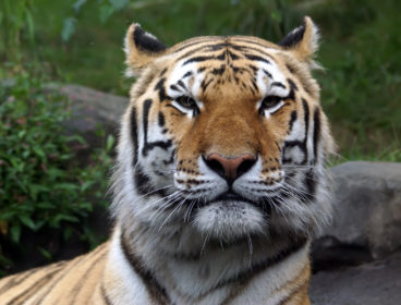 Amur Tiger at the Bronx Zoo