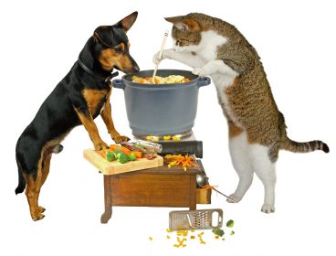 dog and cat cooking