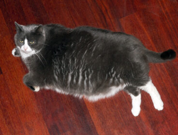 Overweight-Cat