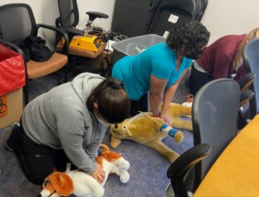 veterinary technicians practice CPR on canine mannequins
